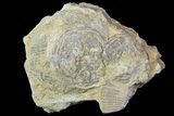 Two Edrioasteroid Fossils - Cedar City Formation, Iowa #68865-1